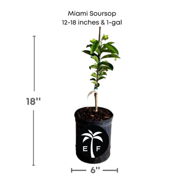 Soursop Guanabana from Seedlings Fruit Tree